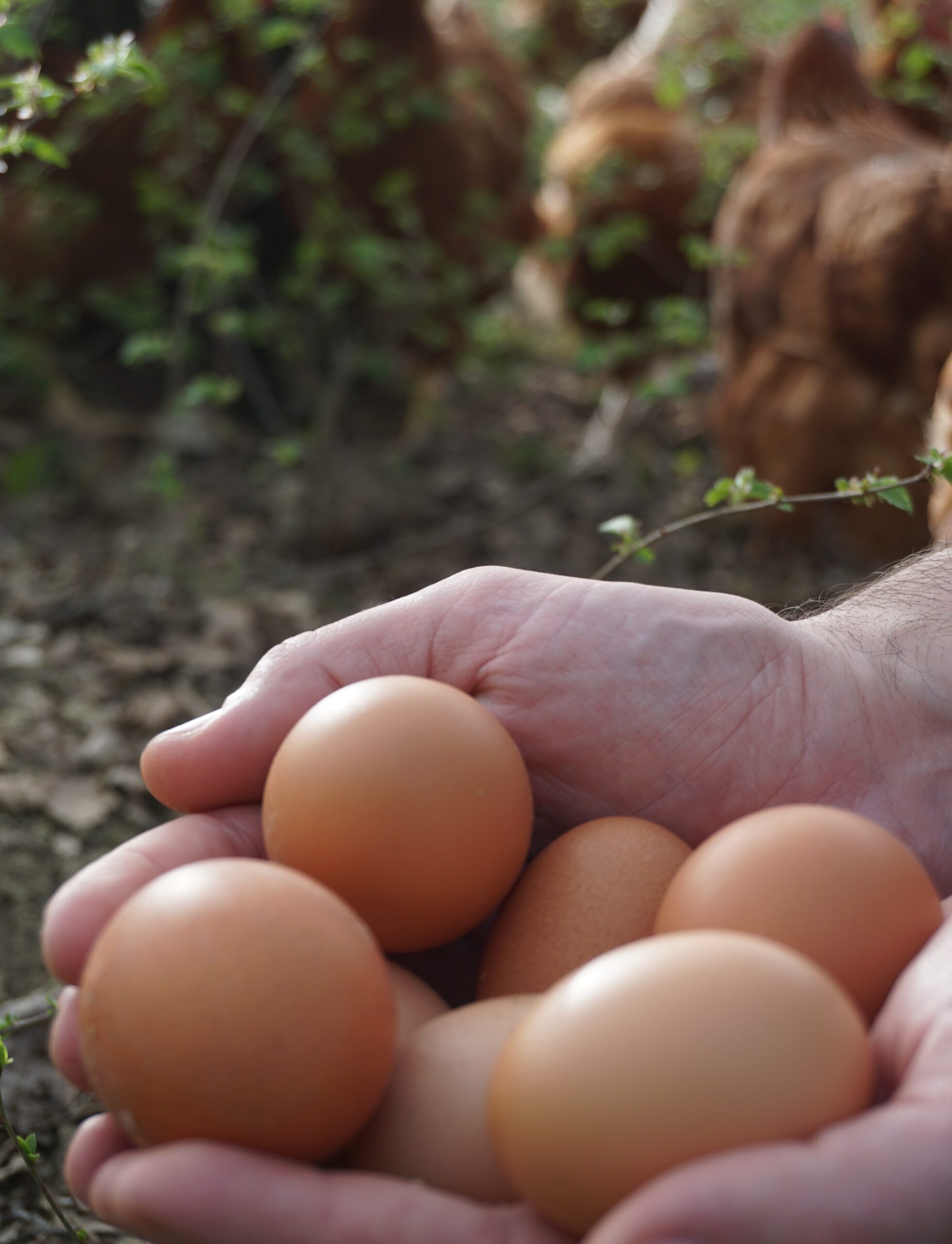 CONFEZIONE 30 UOVA DI SELVA DA ALLEVAMENTO ALL'APERTO FREE RANGE - immagine 4